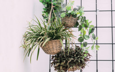 Indoor Air and Plants That Help Purify It